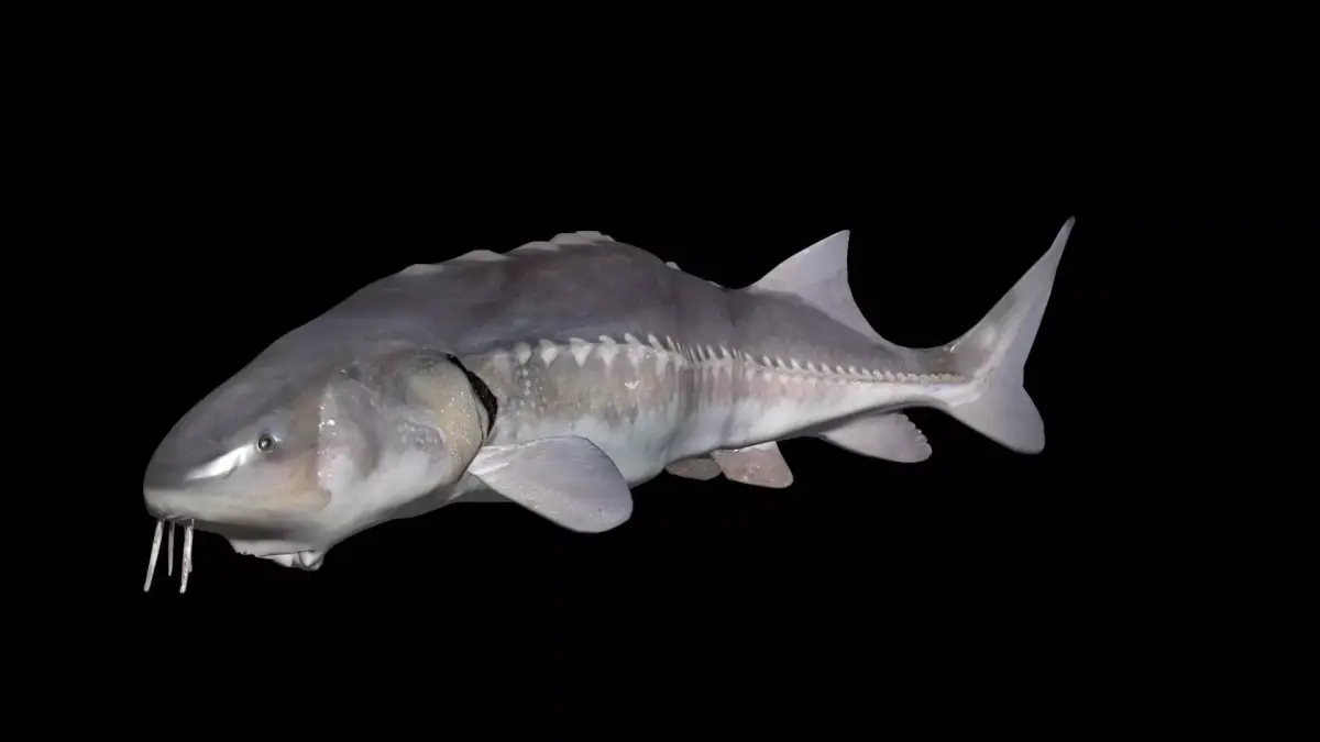 White Sturgeon animated version 3D model