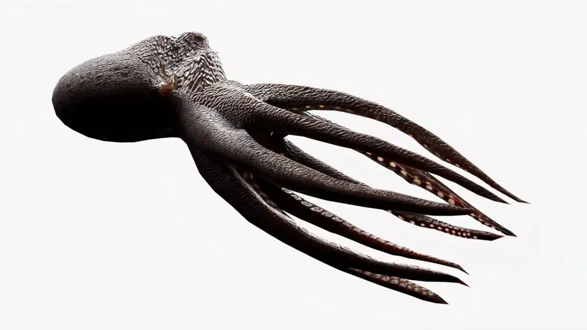 lowpoly rigged octopus rigged Low-poly 3D model