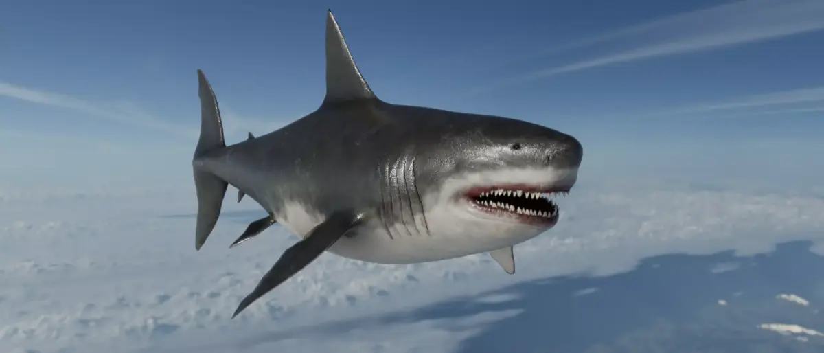 Megalodon Shark  Low-poly 3D model