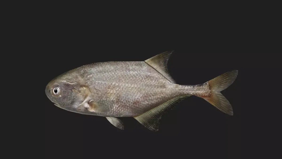 Elephantfish Low-poly 3D model purchase