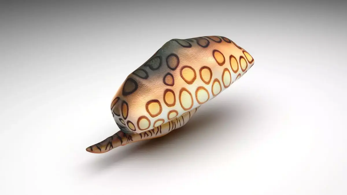 Flamingo Tongue Snail 3D model purchase