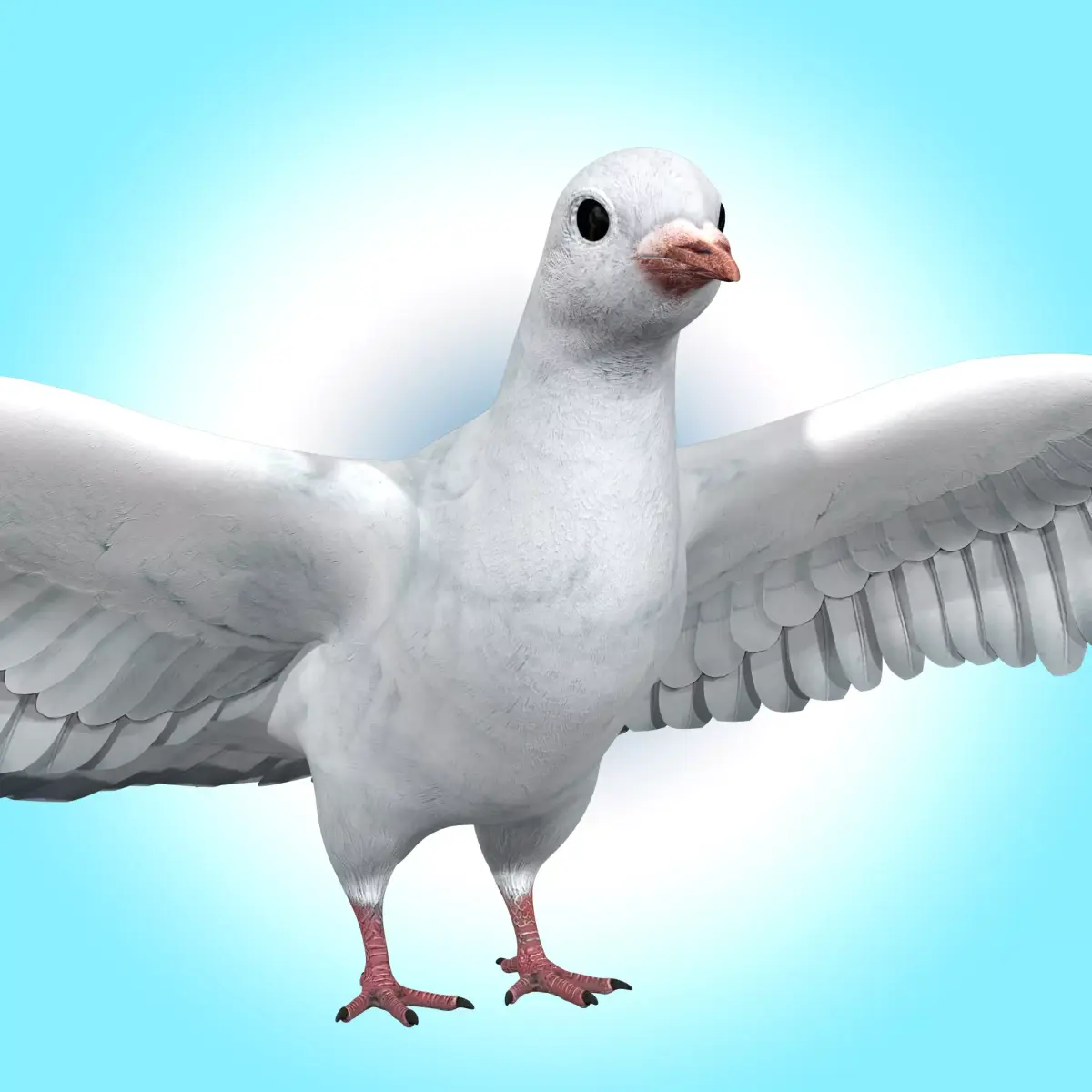 Dove White Pigeon  Low-poly 3D model