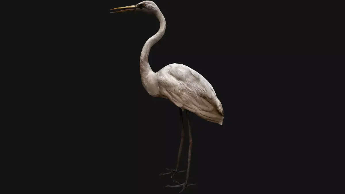 Heron Bird Low-poly 3D model