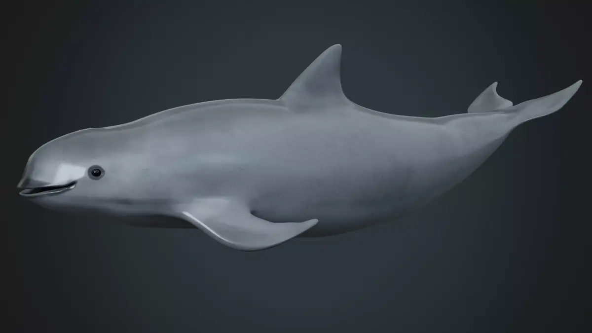 Vaquita Low-poly 3D model