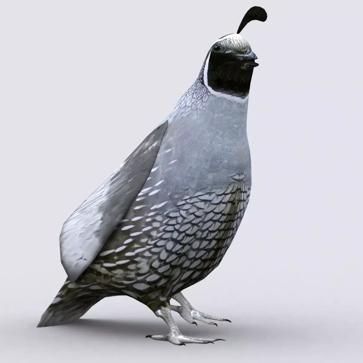 3DRT - Quail Low-poly 3D model