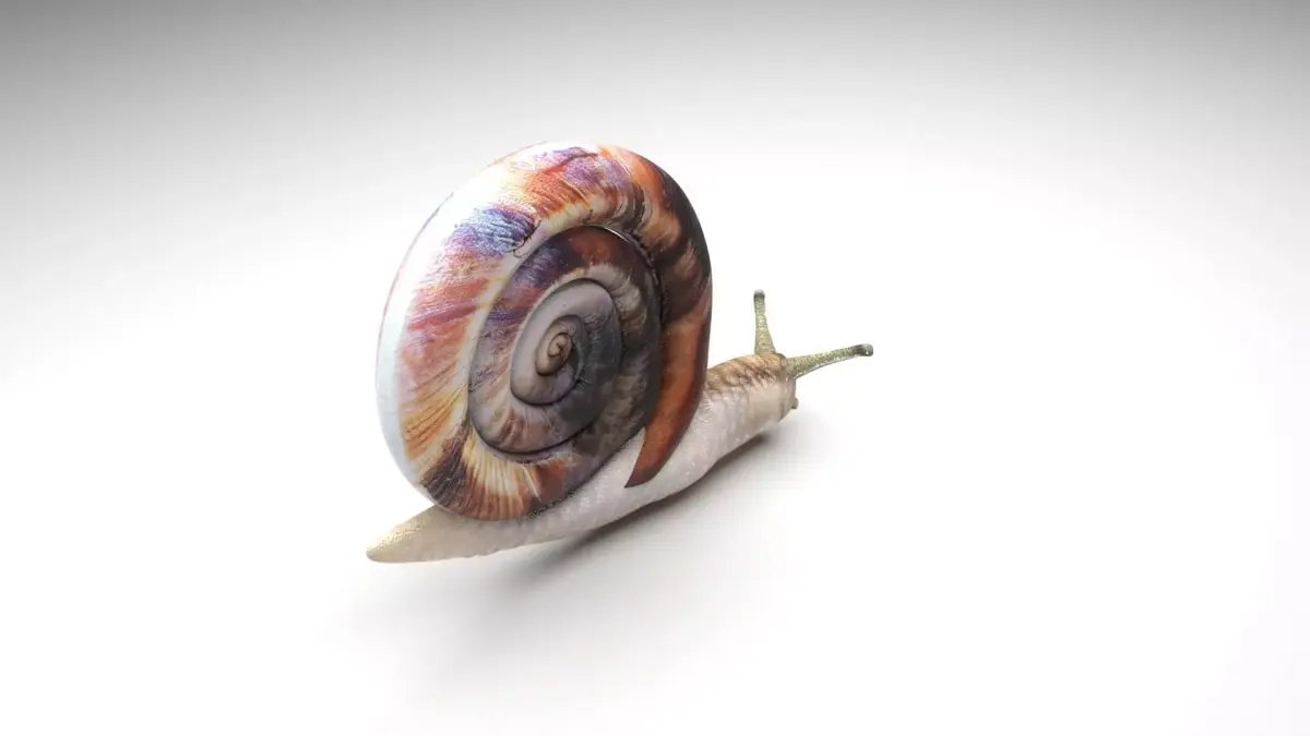 Snail 3D model order