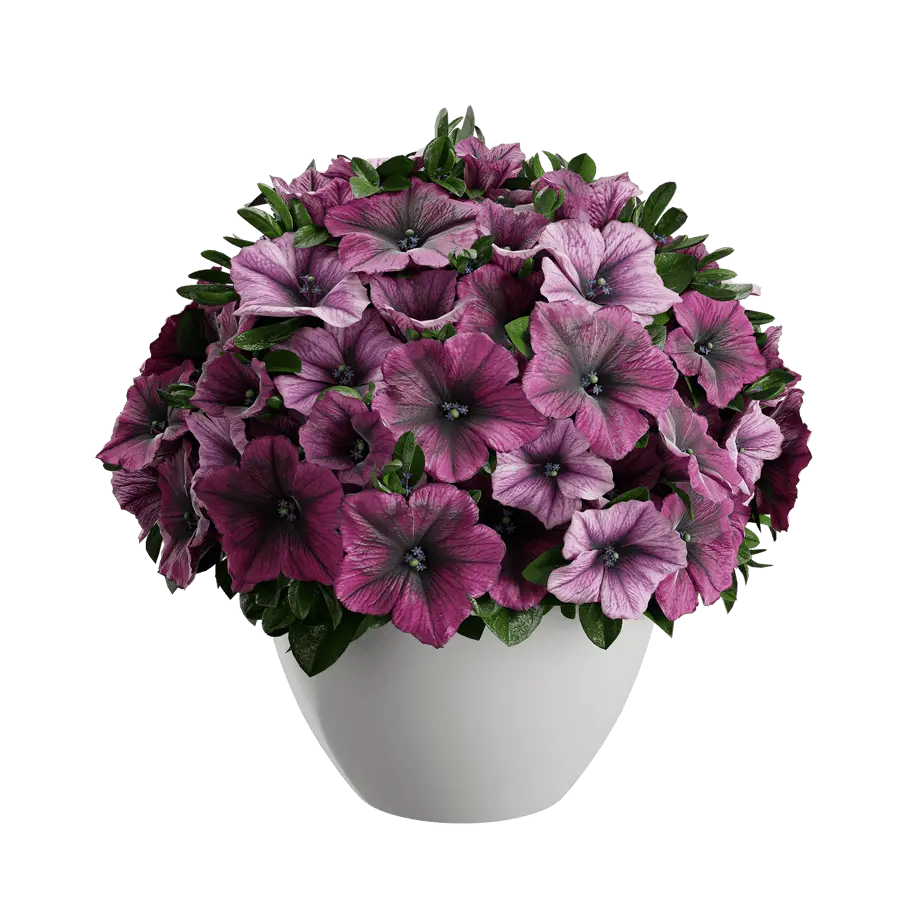  Petunia Plant Model  buy