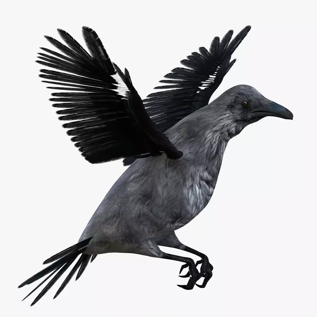 Raven bird rigged 3d model Low-poly 3D model
