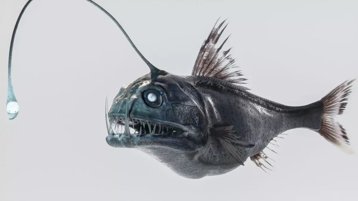 Angler Deep Sea Fish 3D model