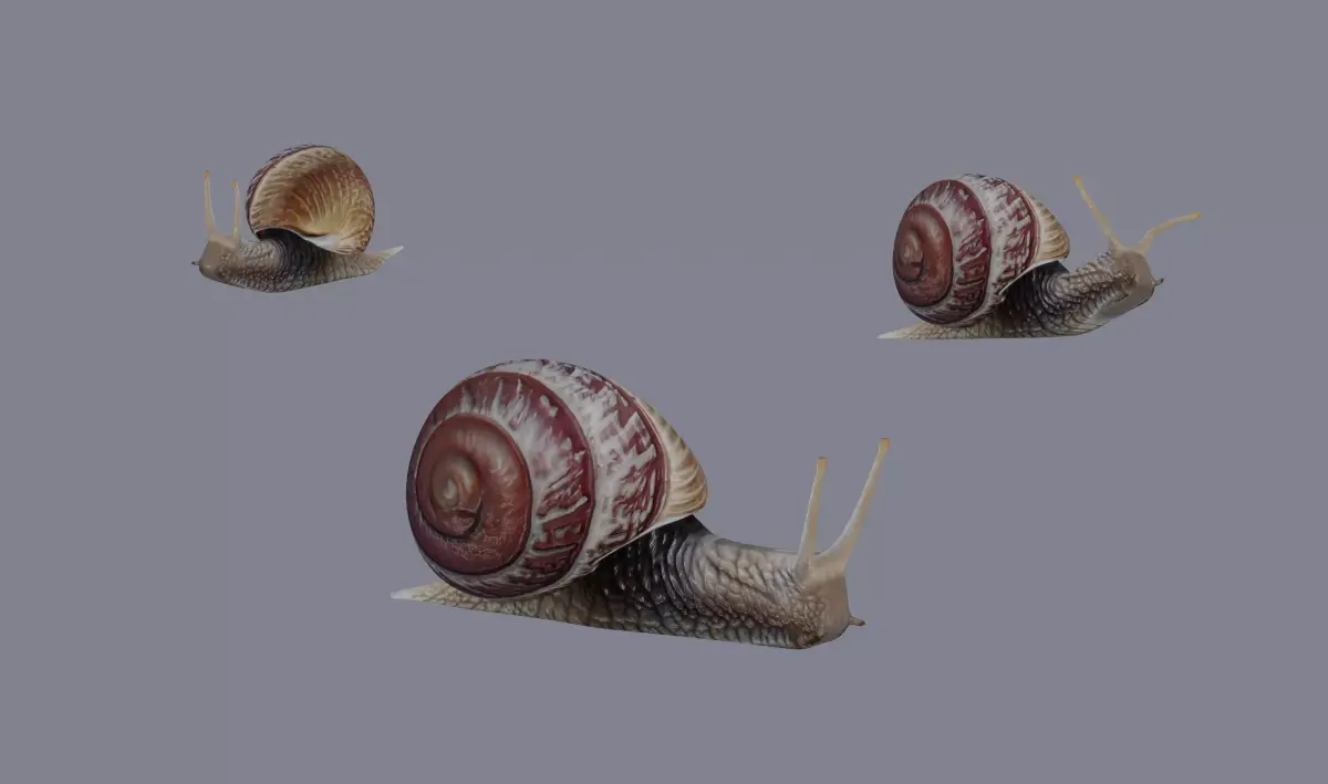 Snail 3D model get
