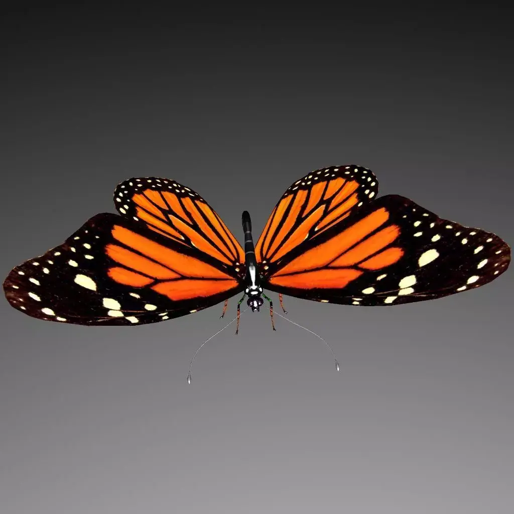 Butterfly model monarch - monarch Low-poly 3D model