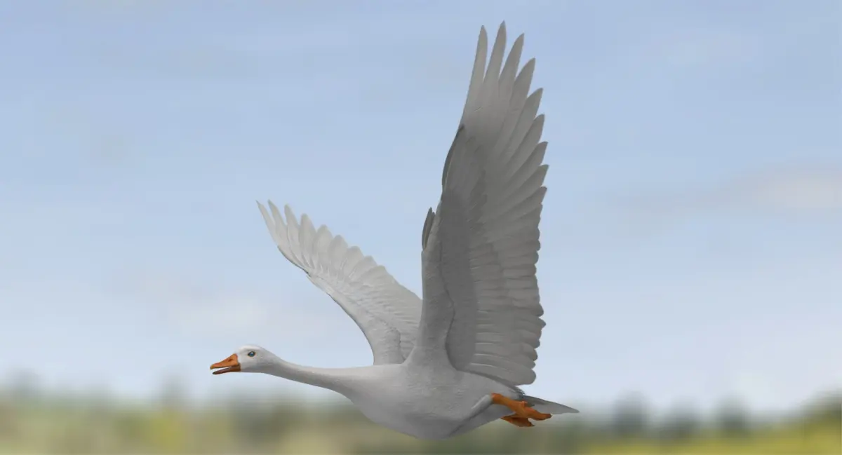 Chen Caerulescens "Snow Goose Albino" 3D model