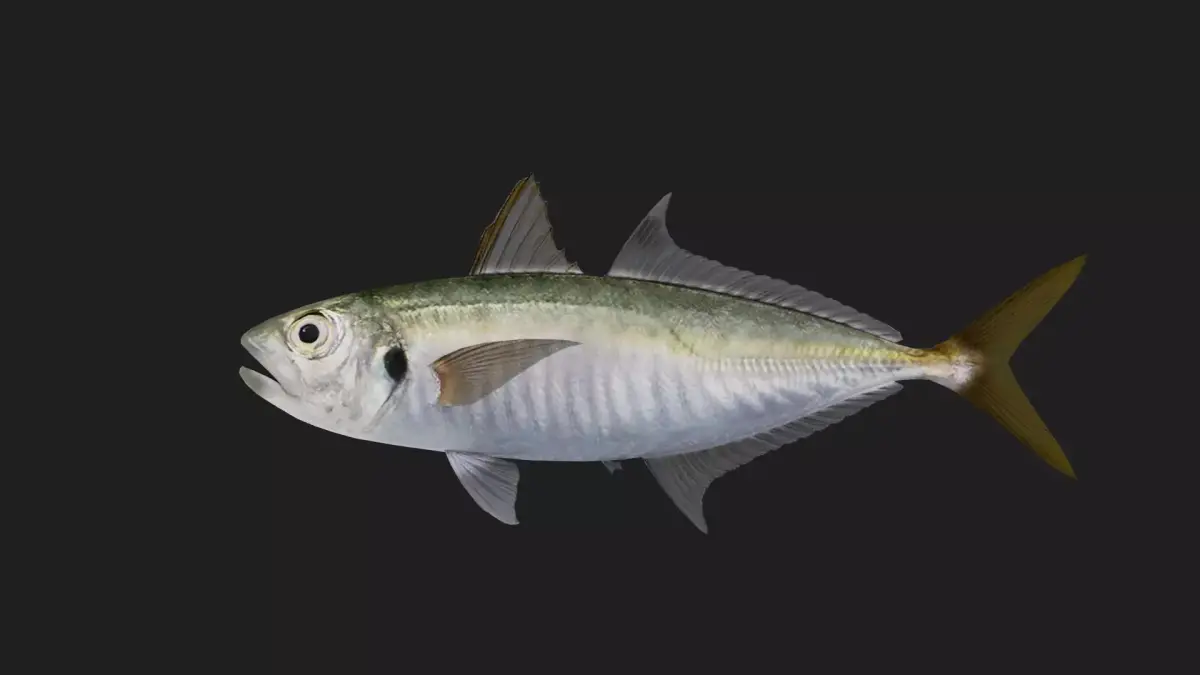 Trevally Low-poly 3D model 5