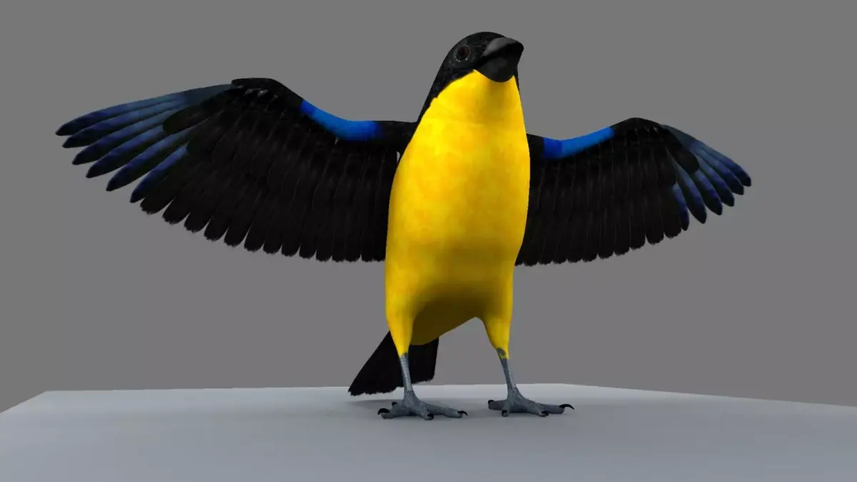 Blue winged mountain tanager open wings 3D model