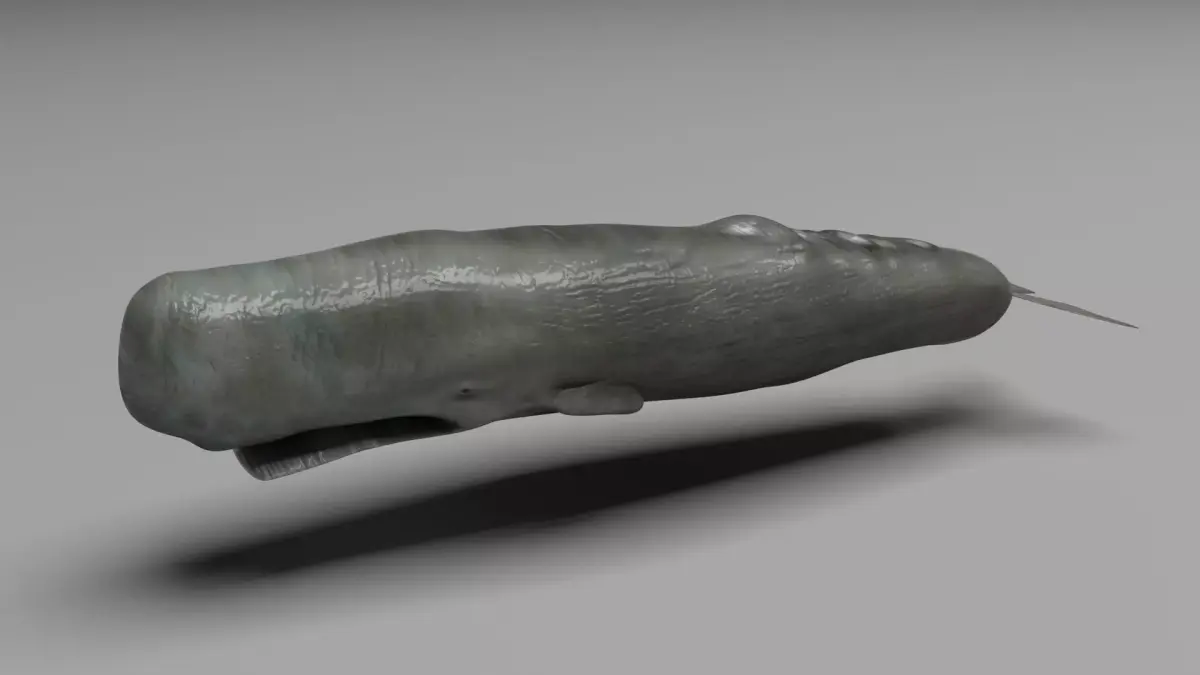 Sperm Whale 3D model 2