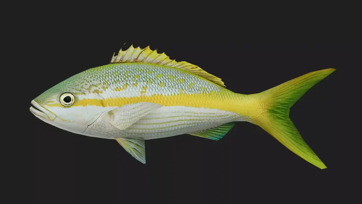 Snapper Low-poly 3D model get