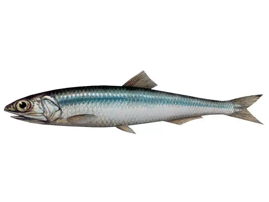 Fish Anchovy 3D model