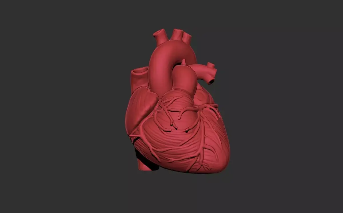 heart human anatomy organ 3D print model