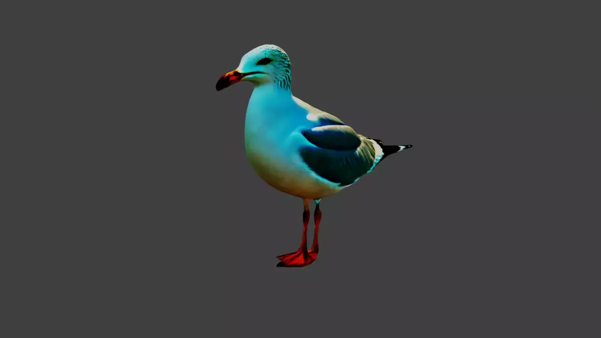Seagull Bird  Low-poly 3D model