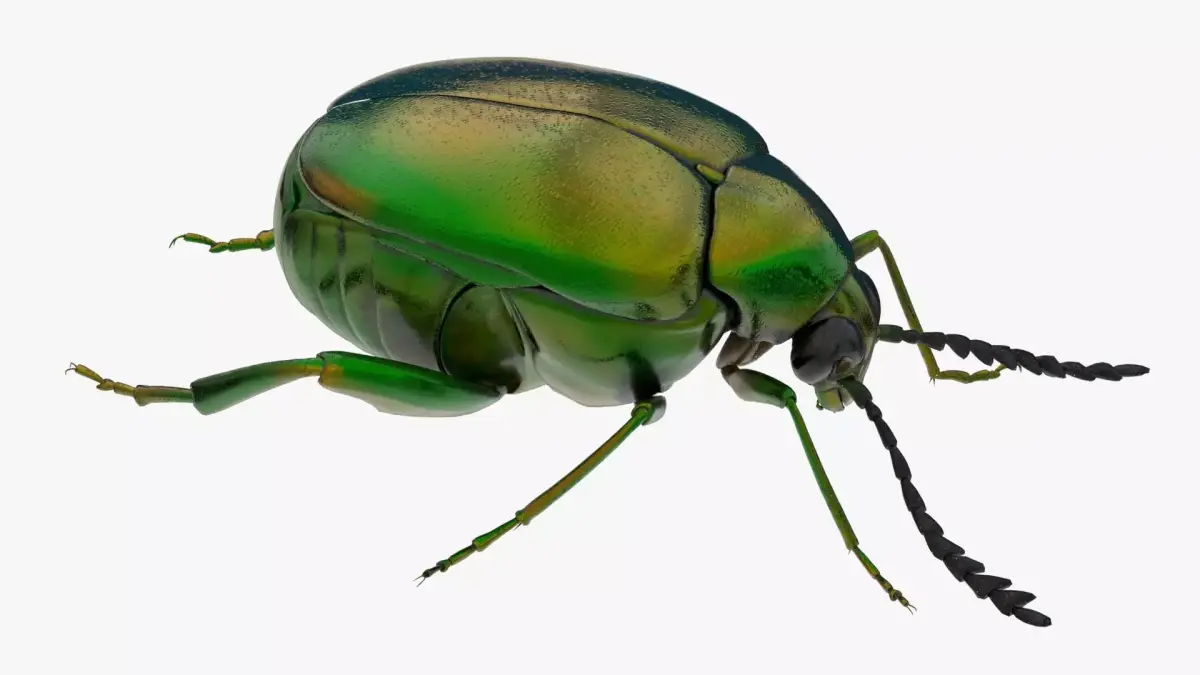4K Beetle Low-poly 3D model
