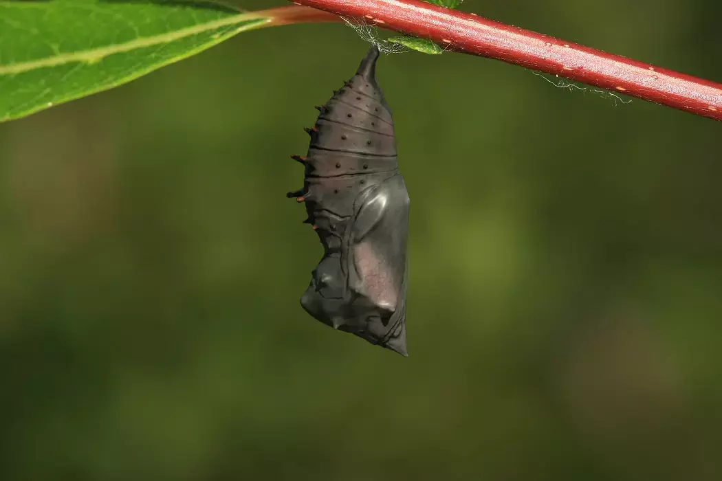 Chrysalis 4 moth on leaf Low-poly 3D model