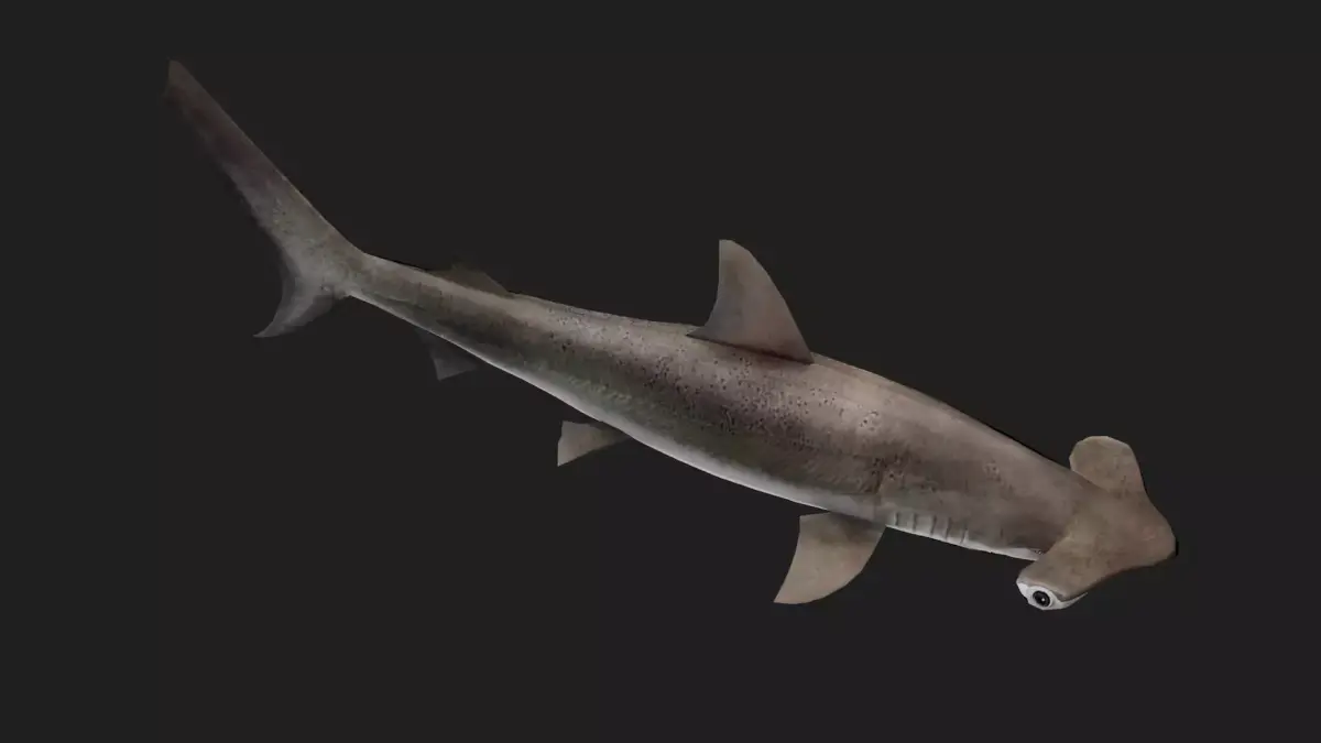 Hammerhead Low-poly 3D model