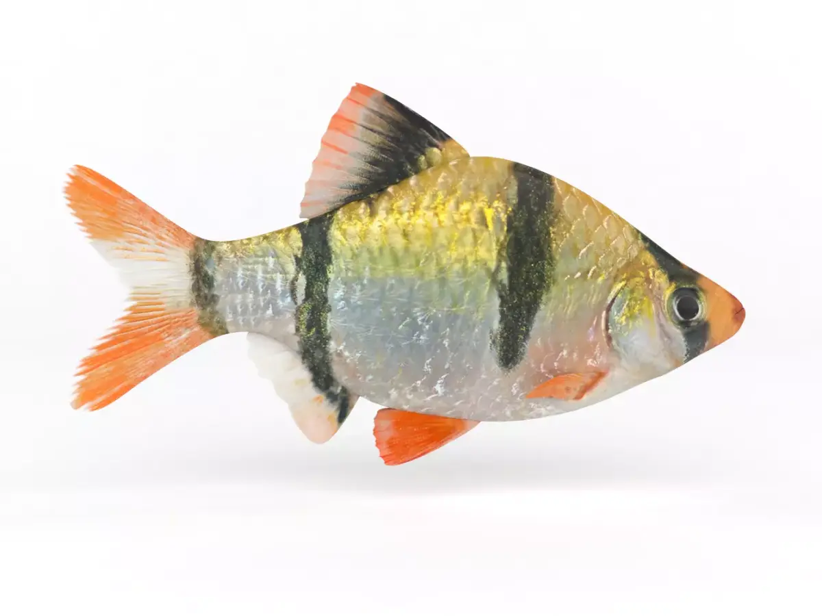 Tiger Barb Fish 3D model get