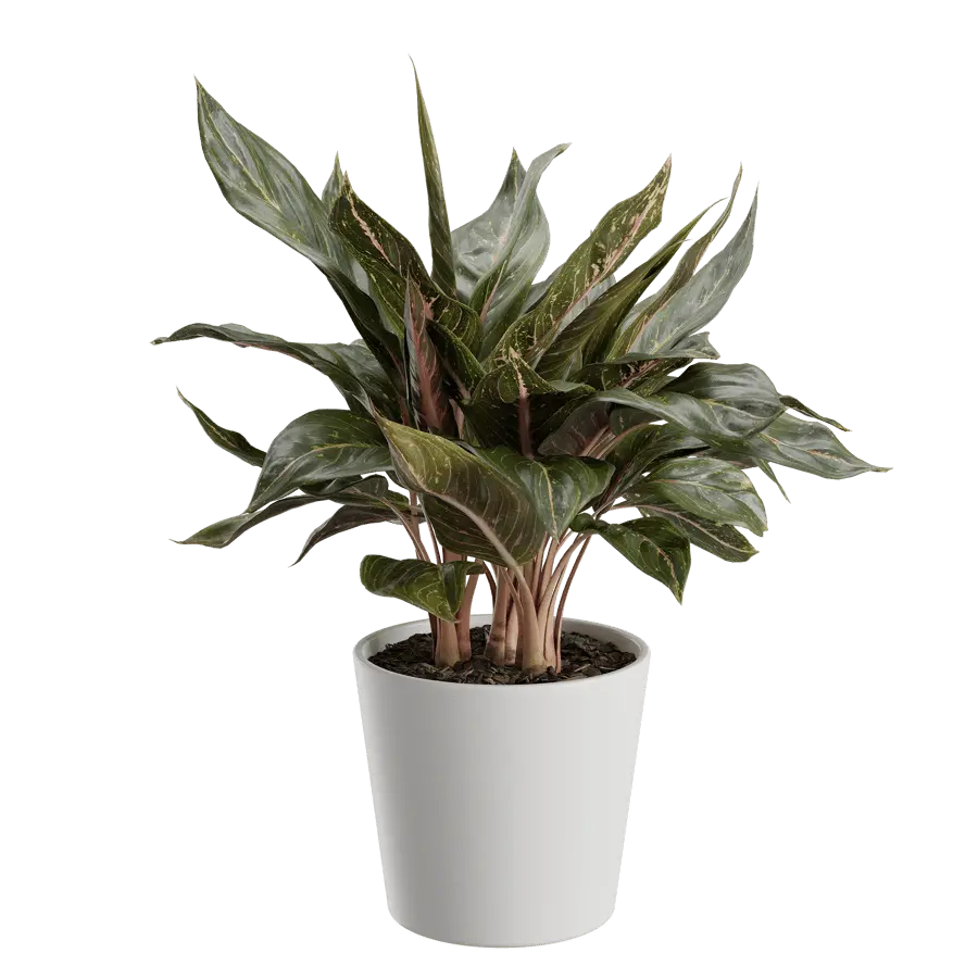  Aglaonema Plant Model  buy