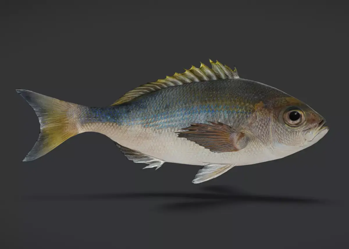 Realistic Snapper Animated 3D model