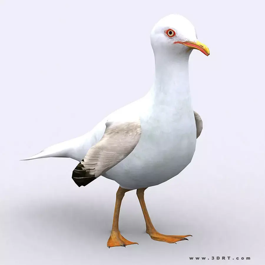 3DRT - Seagull Low-poly 3D model
