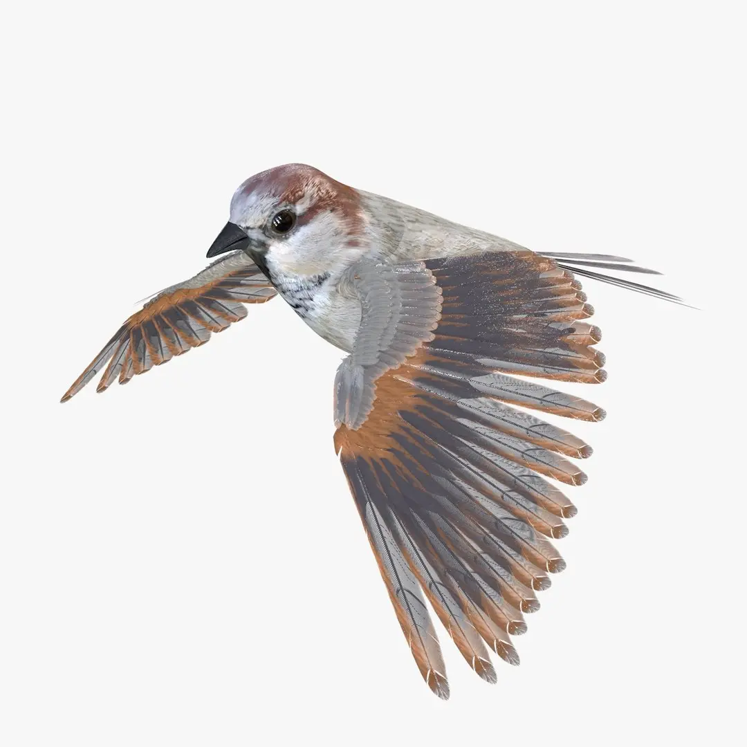 Sparrow Bird Rigged 3D model