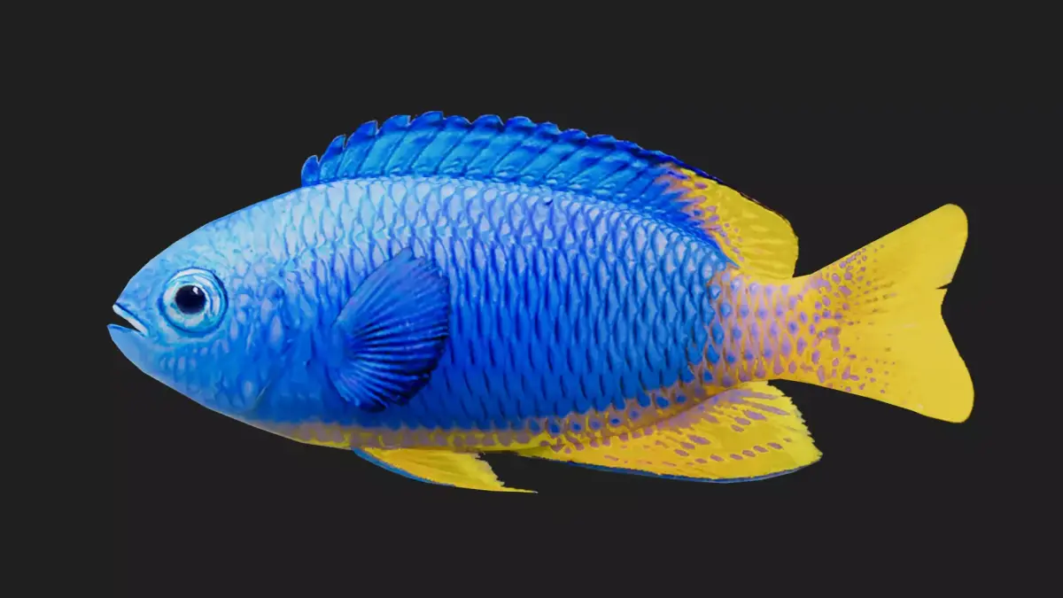 Snapper Low-poly 3D model shop
