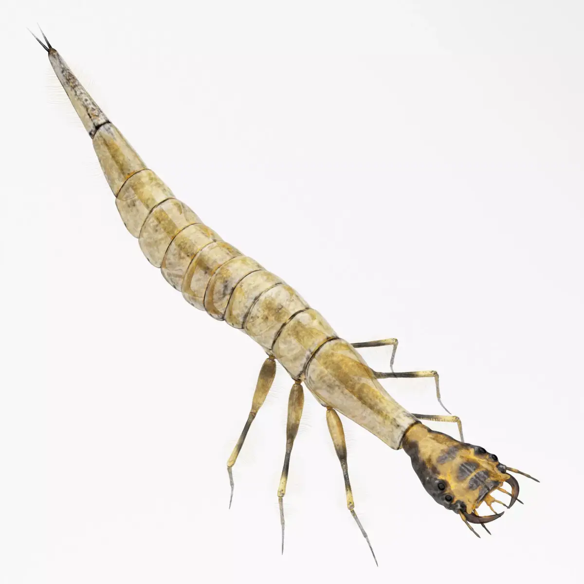 Acilius Sulcatus Larvae 3D model