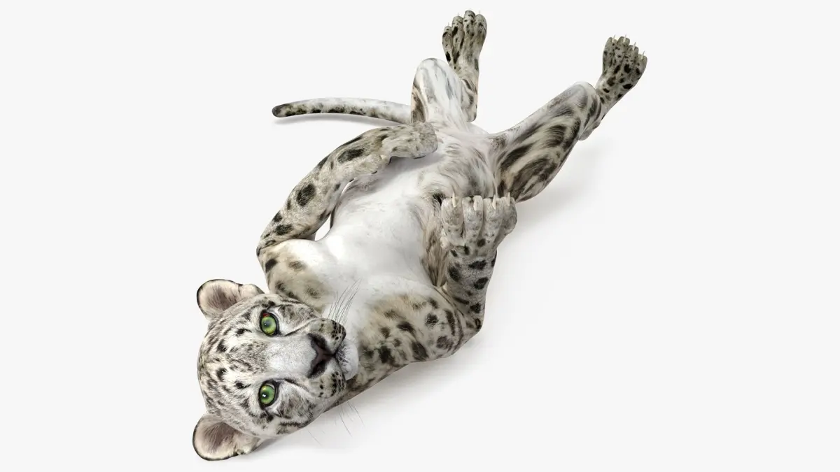 Snow Leopard Cub in Lying Playful Pose 3D model