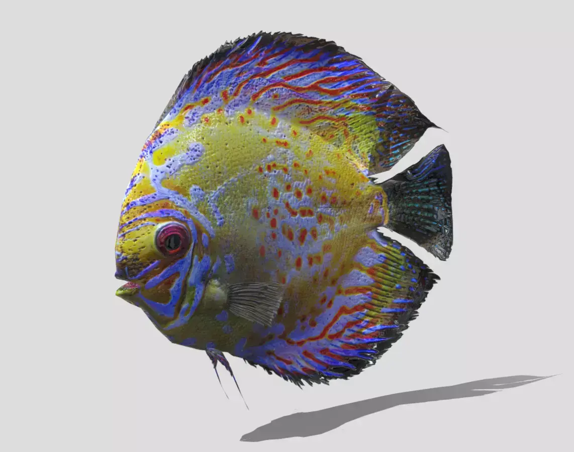Rigged and Animated Sweetwater Discus Fish - 3D Model Low-poly 3D model