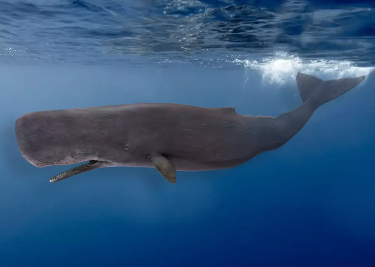 Sperm Whale Animated Low-poly 3D model