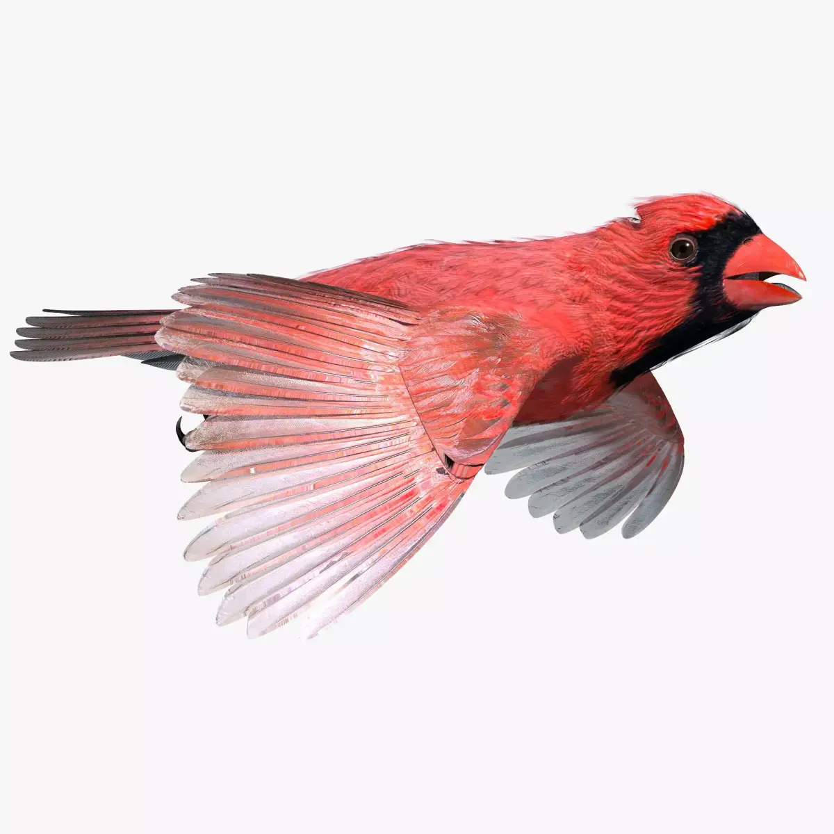 Northern Cardinal - rigged - animated Low-poly 3D model