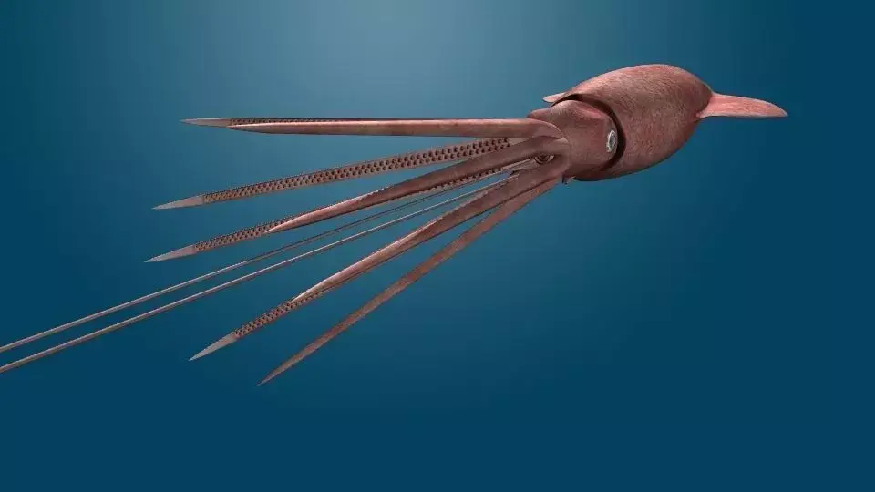 Giant Squid 3D model