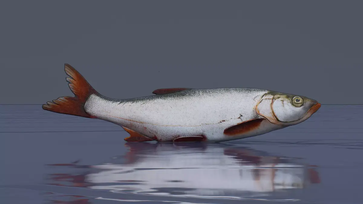 White fish Low-poly 3D model
