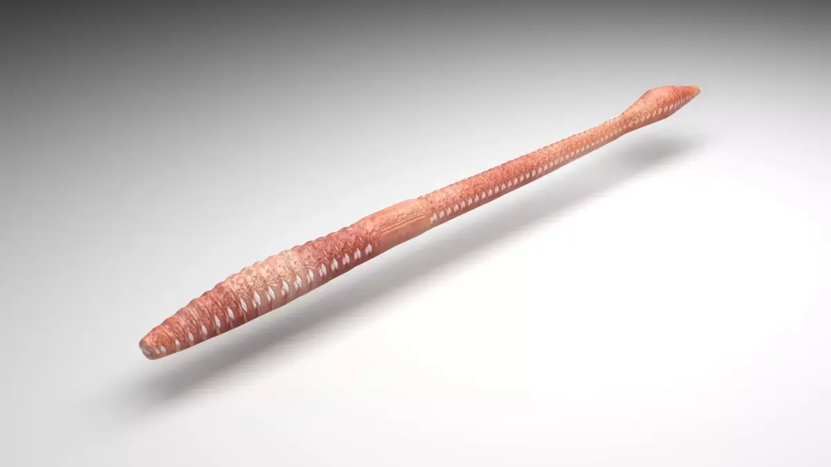 Straight Earthworm 3D model