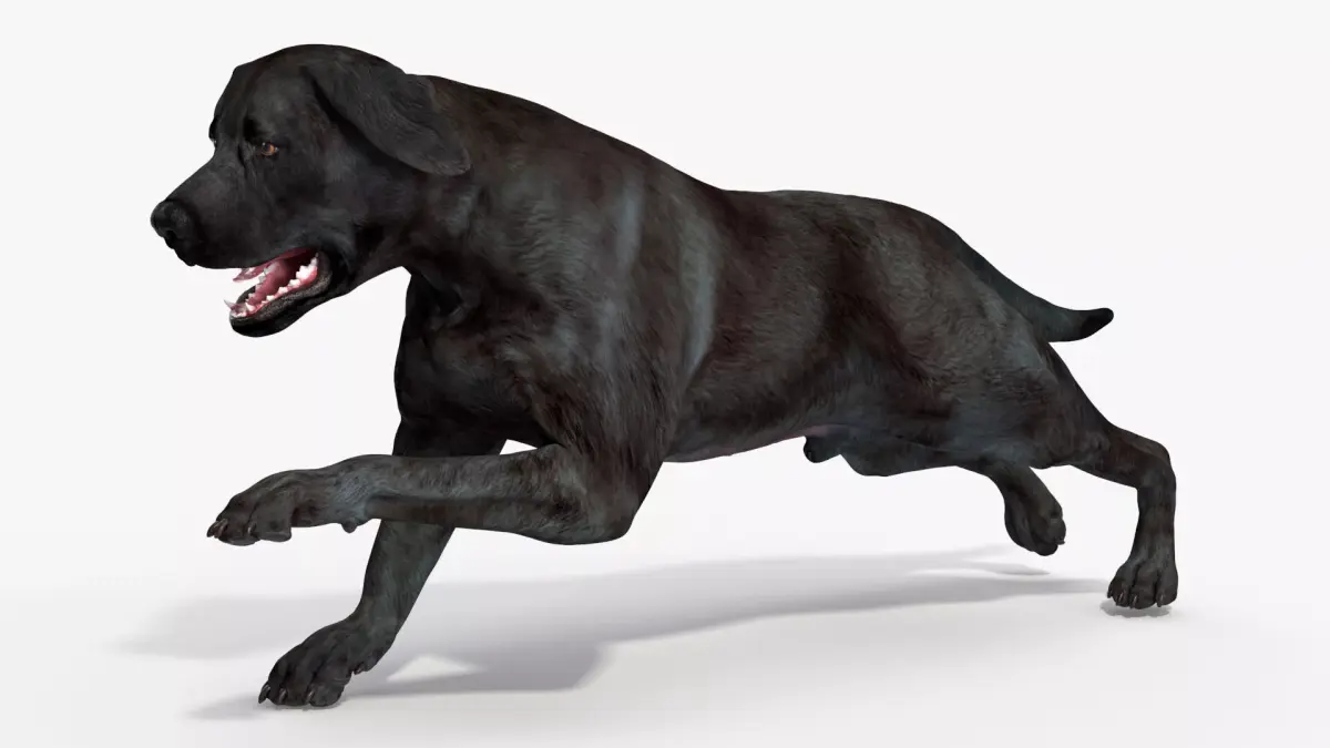 Black Labrador Dog Running Animated Rigged for Cinema 4D 3D model