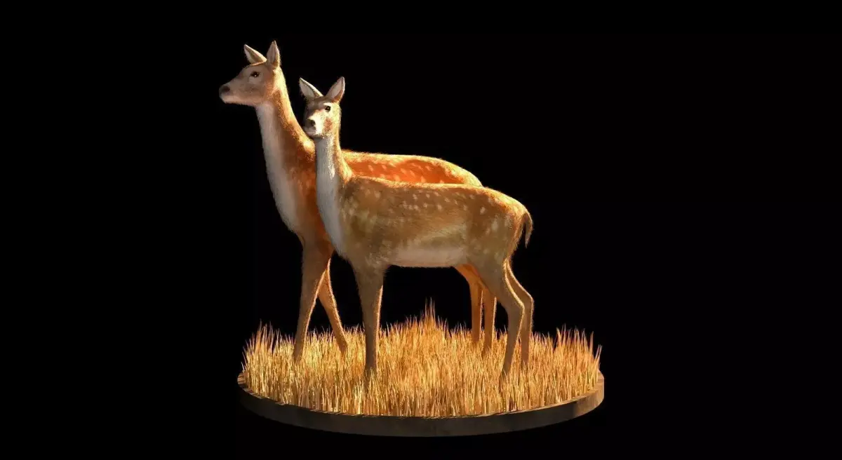 Deer 3d model two in grass Low-poly 3D model