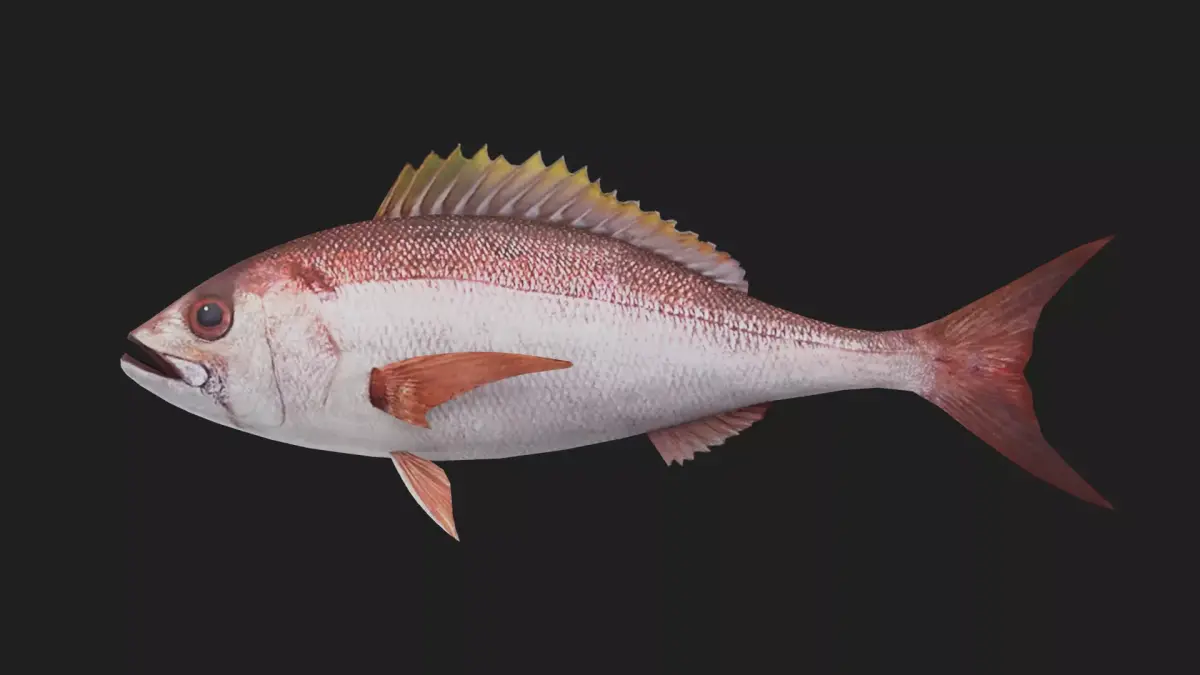 Snapper Low-poly 3D model 5