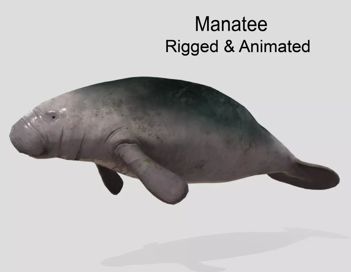 Manatee  Animated Low-poly Low-poly 3D model