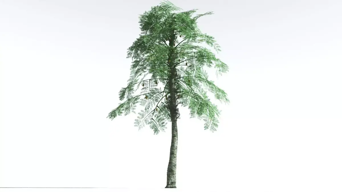 EVERYPlant Alethopteris Seed Fern 3 --12 Models-- 3D model