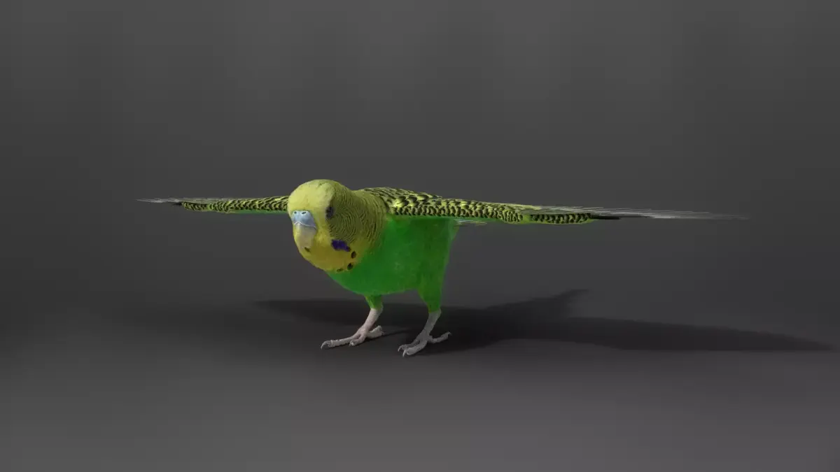 Budgerigar Rigged VFX Grace 3D model