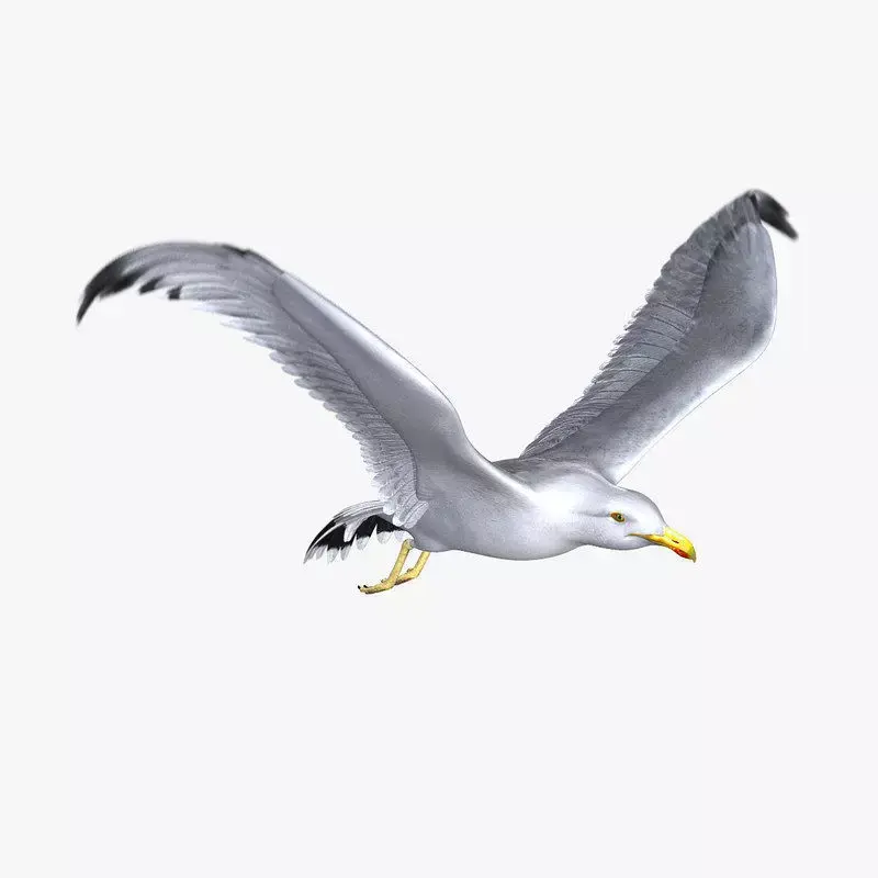 Seagull ANIMATED 3D model purchase