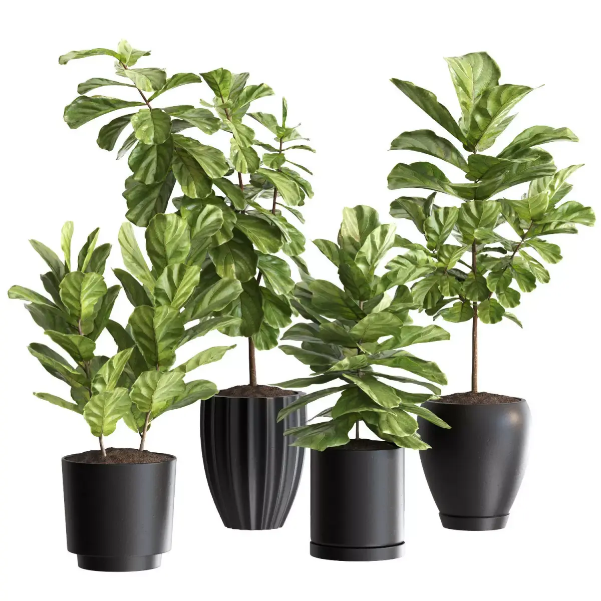 Plant Collection Rpm 06 3D model