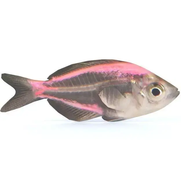 Crystal Catfish Low-poly 3D model