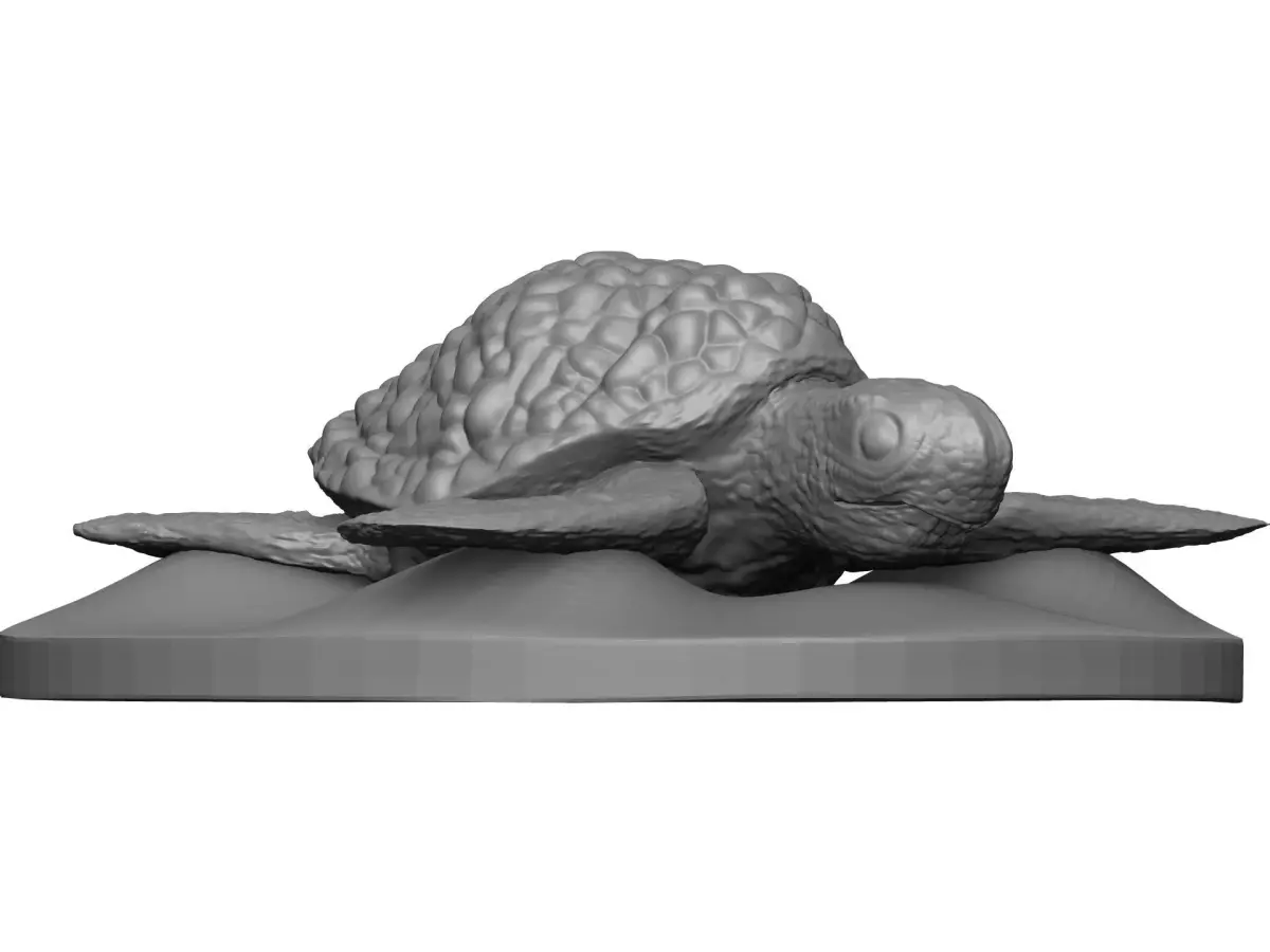 Sea Turtle 3D model order